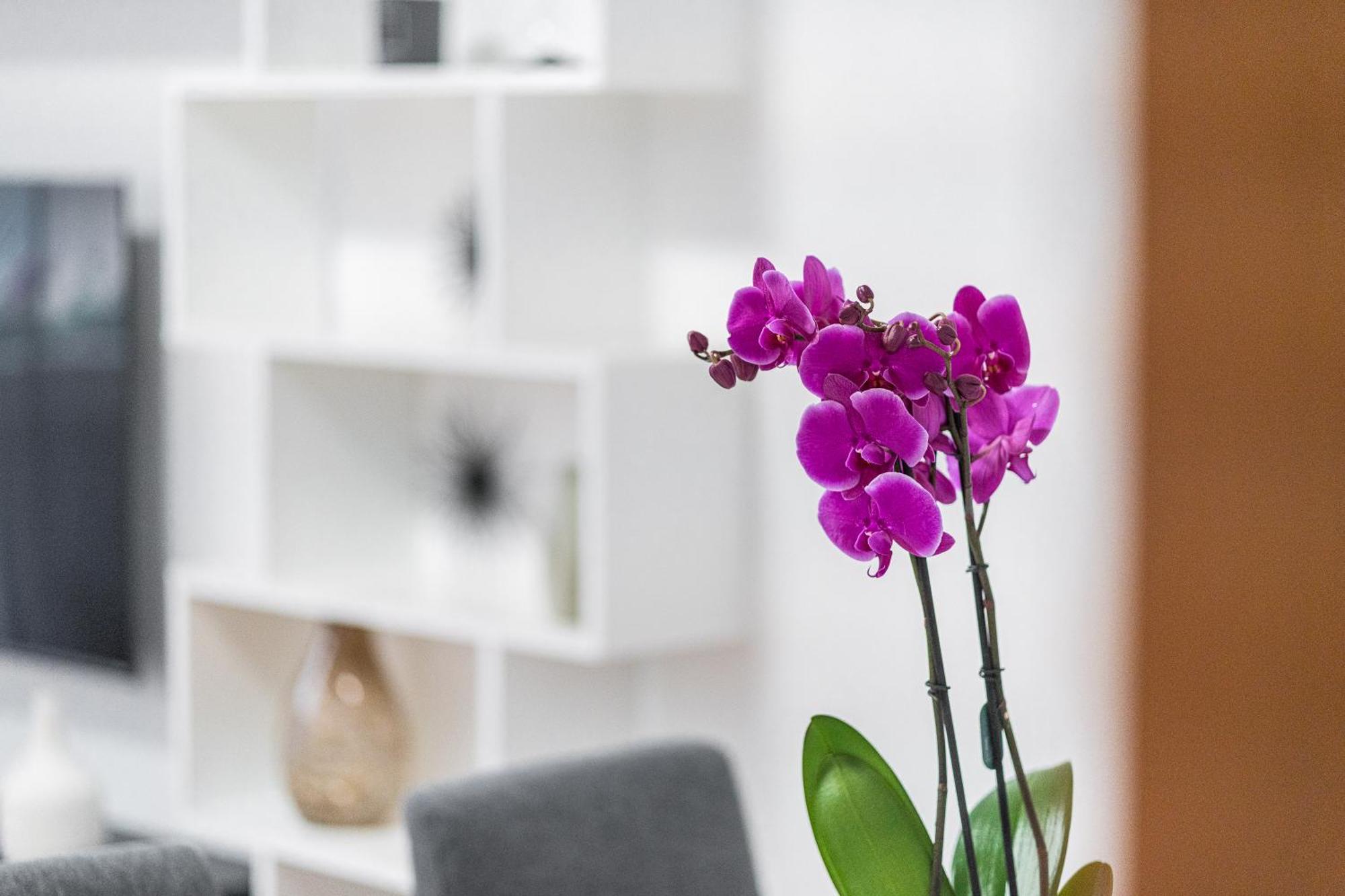 Apartmán Domus Leo Roma Exteriér fotografie